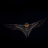 Kalon australsky - Pteropus poliocephalus - Gray-headed Flying Fox 0601